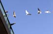 Flying Seagull(s), Vancouver Wildlife