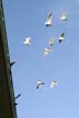 Flying Seagull(s), Vancouver Wildlife