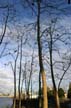 False Creek Trees, Canada Stock Photographs