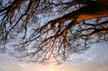 Trees & Branches, First Beach