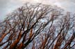 Trees & Branches First Beach, Canada Stock Photographs