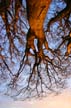 Trees & Branches, First Beach