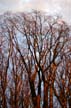 Trees & Branches, First Beach