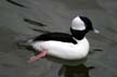 Baby Bufflehead, Canada Stock Photographs