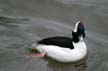 Duck, Canada Stock Photographs