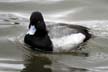 Lesser Scaup, Canada Stock Photographs