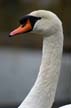 Lost Lagoon Swans, Stanley Park Vancouver