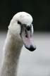 Lost Lagoon Swans, Stanley Park Vancouver