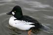 Wild Bird, Canada Stock Photographs