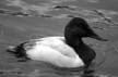 Lost Lagoon Northern Bird, Canada Stock Photographs