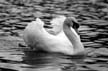 Lost Lagoon Swans, Stanley Park Vancouver