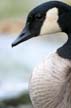 Canadian Goose, Canada Stock Photographs