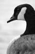 Canadian Goose, Canada Stock Photographs