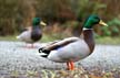 Mallard Duck, Canada Stock Photographs