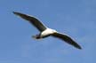 Flying Seagull(s), Vancouver Wildlife