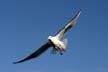 Flying Seagull(s), Vancouver Wildlife