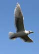 Flying Seagull(s), Vancouver Wildlife