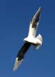 Flying Seagull(s), Vancouver Wildlife