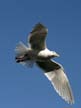 Flying Seagull(s), Vancouver Wildlife