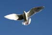 Flying Seagull(s), Vancouver Wildlife