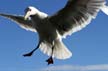 Seagull, Vancouver Wildlife