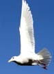 Flying Seagull(s), Vancouver Wildlife