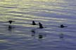 Canadian Geese, Canada Stock Photographs