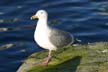 Seagull, Vancouver Wildlife