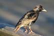 Granville Island Bird, Canada Stock Photographs