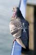 Pigeon(s), Canada Stock Photographs