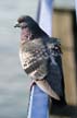 Pigeon(s), Canada Stock Photographs