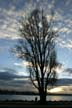 Winter Trees, Canada Stock Photographs