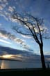 Trees, First Beach