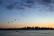 Canadian Geese Flying Over Burrard Inlet, Canada Stock Photographs