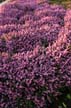 Flowers, Canada Stock Photos