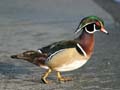 Male Wood Duck Crossing The Street, Lost Lagoon Stanley Park