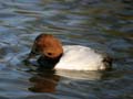 Wildlife, Lost Lagoon Stanley Park