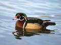 Male Wood Duck, Lost Lagoon Stanley Park