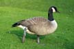 Canadian Geese, Stanley Park Wildlife