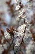 Spring Blossoms, Canada Stock Photographs