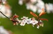 Spring Blossoms, Canada Stock Photographs