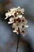 Spring Blossoms, Canada Stock Photographs