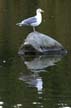 Seagull, Vancouver Wildlife