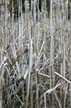 Lost Lagoon Plants, Canada Stock Photos