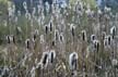 Lost Lagoon Plants, Canada Stock Photos