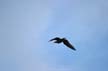 Flying Seagull(s), Canada Stock Photos