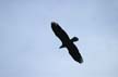 Flying Seagull(s), Vancouver Wildlife