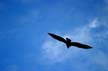 Flying Seagull(s), Vancouver Wildlife