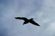 Flying Seagull(s), Vancouver Wildlife