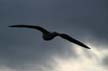 Flying Seagull(s), Vancouver Wildlife